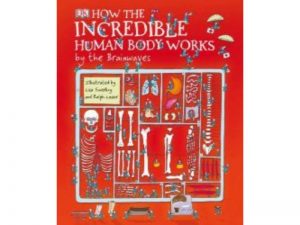 How The Incredible Human Body works