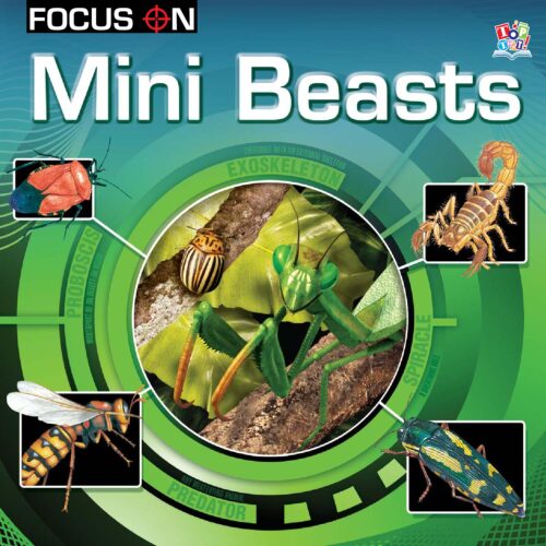 Focus On - Mini Beasts