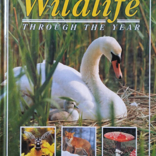 6871 Wildlife Through The Years