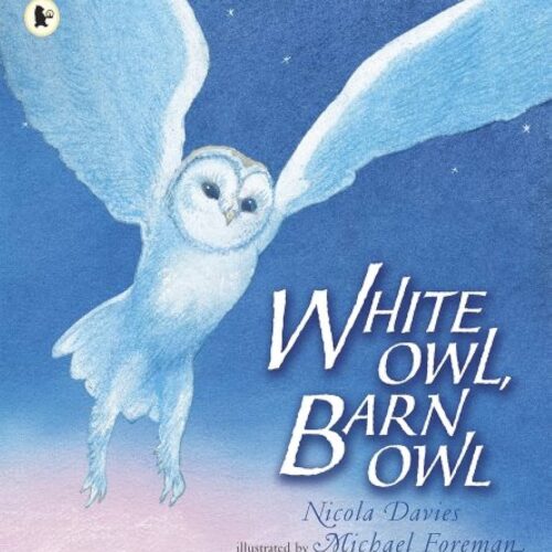 8244.jpg White Owl Barn Owl